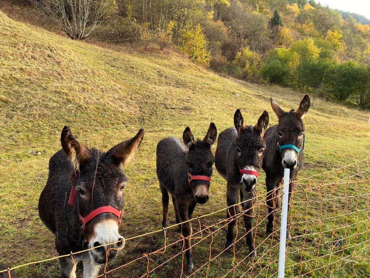 Baita Valtellina. Relax Nel Cuore Delle Alpi Grosio Eksteriør bilde